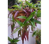 Portal Cool Callisia Fragrans - *A Perfect Hanging Octopus Plant! - X4 Fresh Stem Plants