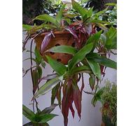 Portal Cool Callisia Fragrans - Perfect Hanging Plant! - Doctors Plant- X4 Fresh Stem Plants