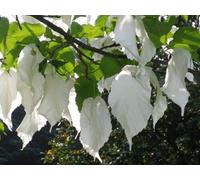 Portal Cool Davidia Involucrata (Dove/Pocket Hankerchief Tree) - 3 Seeds. Agm Winner