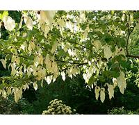 Portal Cool Davidia Involucrata Seed, Hardy Dove Tree, Handkerchief Or Ghost Tree, USA
