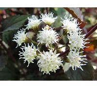 Portal Cool Eupatorium Rugosum 'Chocolate' X 1 - P Free/P When You Buy 3+ Items