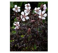 Portal Cool Geranium Pratense Purple Ghost - Dwarf Cranesbill Plant in 10.5Cm Pot