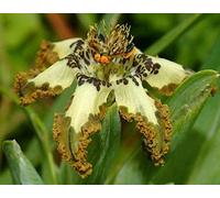 Portal Cool Green Ferraria Crispa * 5 * Starfish Lily Black Flag* Rare Flowering Plant