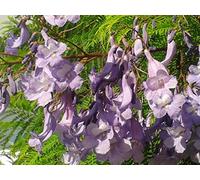 Portal Cool Jacaranda Mimosifolia Alveolus 1 Plant False Rosewood Brazilian Roses Wood