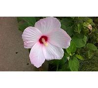 Portal Cool Light Pink Dinner Plate Size Hibiscus Flower Seeds/Perrenial