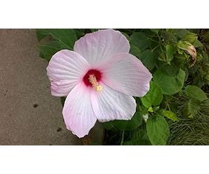 Portal Cool Light Pink Dinner Plate Size Hibiscus Flower Seeds/Perrenial