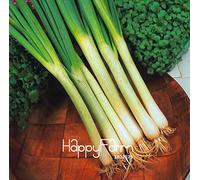 Portal Cool Limite di Tempo!!Vegetable - Spring Onion - White Lisbon - 100 PCS/Bag Ideal Cooking
