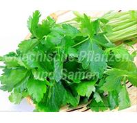 Portal Cool Mitsuba Kitchen 50 Seeds Perennial Japanese Parsley Herbs