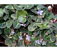Portal Cool New! Trailing African Violet Saintpaulia Popular House Plant Hanging 10 Seeds