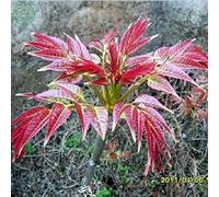 Portal Cool Original Packaging Chinese Toon Edible Red Oil Toon Potted Toona Sinensis