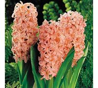 Portal Cool Pack X5 Bedding Hyacinth Bulbs 'Gypsy Queen' Un-Prepared Garden Bulbs