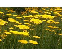 Portal Cool Pack X6 Achillea Filipendulina 'Cloth of Gold' Perennial Plug Plants
