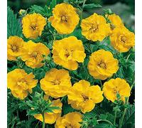 Portal Cool Pack X6 Geum 'Lady Stratheden' Perennial Garden Plug Plants