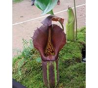 Portal Cool Package Seeds: Nepenthes Carnivorous Jug Seeds Truncata Drag Hanging Vine 5 Seeds