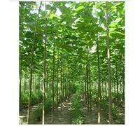 Portal Cool Paulownia Elongata Forest Tree Fast Growing Woody Outdoor Plants
