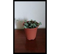 Portal Cool Pilea Glaucophylla Creeping Hanging House Plant 9Cm Pot