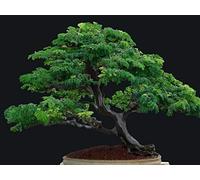 Portal Cool Rarely Offered Saplings. Monkey Pod Tree (Saman Rain Tree) Bonsai Starter Trees