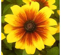 Portal Cool Rudbeckia 'Becky' Mix Seed Extra Dwarf for Pots Baskets Bedding Flowers 4 Months