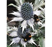 Portal Cool Silver Sea Holly White Miss Wilmott'S Ghost Eryngium Thistle Perennial 15 Seeds