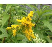 Portal Cool Solidago 'Cloth of- 1 Plant - Golden Rod - Free P/P When Buy 3+ Items