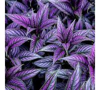 Portal Cool Strobilanthes/Persian Shield/Plug Plant