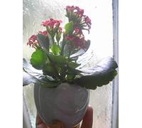 Portal Cool Succulent Flaming Katy Kalanchoe House Plant in A Cat Shaped Ceramic Pot