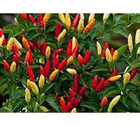 Portal Cool Tabasco Hot Chilli Pepper 10 Semi utilizzati per la salsa di Famous molto popolari