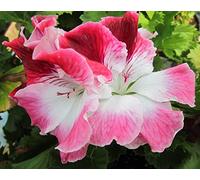 Portal Cool Wedding Gown' Regal Variety Pelargonium G