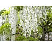 Portal Cool Wisteria"Snow Showers" (10 Seeds)