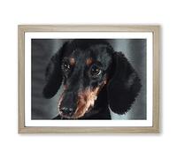 Portrait Of A Dachshund Dog In Abstract Modern Art Framed Wall Art Print, Ready to Hang Picture for Living Room Bedroom Home Office Décor, Oak A3 (46 x 34 cm)