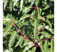 Portugese Laurel Outdoor Shrub Plant Prunus Lusitanica Garden Foliage 2L Pot Plant Theory Green One Size