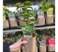 Portuguese Laurel | Prunus lusitanica 'Angustifolia' 1L