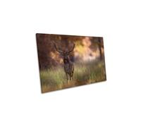 Posing Stag Deer Forest Animal Canvas Wall Art Picture Print CanvasGeeks Brown W24 inch x H16 inch x D20mm