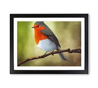 Positive Robin Bird Framed Wall Art Print A2 Black