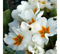 Post Polyanthus White Elegant White Blooms 10.5Cm Pot 3 Pack
