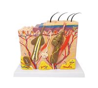 Postage Medical Science Model Human Skin Anatomy Layers Of Hair Tissue Internal Structure For Teaching Training