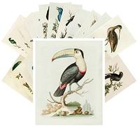 Postcard Pack 24pcs Amazing Birds George Edwards Vintage Illustrations