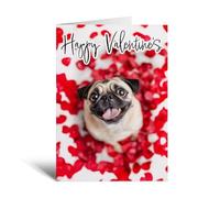 Postcard Prints - Valentine's Day Card Of A Pug - Funny Dog Card For Her Or Him From The Dog - Pug Lover Card - Large 5x7 Inch - White - 300gsm Matte Finish