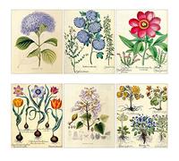 Poster Print Art Blooming Flowers Botanical Floral Vintage Illustration