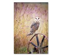 Postereck - 4101 - Barn Owl: Cartwheel, Wild Gaze & Elegance - Wildlife Photography Print, Nature Wall Art - 24 x 16 in