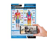 PosterFit Muscle Groups & Workout Poster - LARGE - A2 (594mm x 420mm) - Anterior & Posterior Muscles Gym Wall Chart - Includes Online Video Training Support
