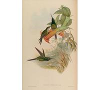 POSTERIIk Famous Animal Posters Vintage Picture Animal Bird Eugenia Imperatrix Heliodoxa Imperatrix by John Gould Modern Wall Decor for Home Decor 60x90cm
