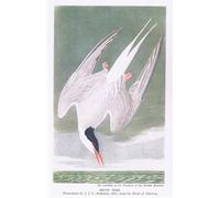 POSTERIIk Famous Animal Posters Vintage Picture Arctic Tern by John Jamess Audubon Modern Wall Decor for Home Decor 60x90cm