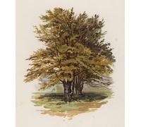 POSTERIIk Famous Animal Posters Vintage Picture Trees the Beech by William Henry Boot Modern Wall Decor for Home Decor 60x90cm