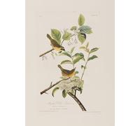 POSTERIIk Famous Modern Artwork Art Mural Illustration From birds of America by John Jamess Audubon Oil Paintings Pictures for Home Decor 60x90cm