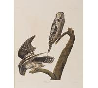 POSTERIIk Famous Modern Artwork Art Mural Illustration From birds of America by John Jamess Audubon Oil Paintings Pictures for Home Decor 60x90cm