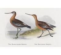 POSTERIIk Famous Modern Artwork Art Mural the Black Tailed Godwit the Bar Tailed Godwit by Alexander Lydon Oil Paintings Pictures for Home Decor 60x90cm