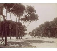 POSTERIIk Famous Modern Artwork Art Mural the Pine Walk in Beirut by Félix Bonfils Oil Paintings Pictures for Home Decor 60x90cm