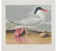 POSTERIIk Famous Print Pop Art Wall Art Graffiti Illustration From birds of America by John Jamess Audubon Art Prints for Home Decor 60x90cm