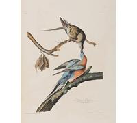 POSTERIIk Famous Print Pop Art Wall Art Graffiti Illustration From birds of America by John Jamess Audubon Art Prints for Home Decor 60x90cm